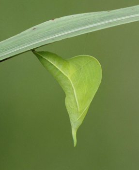 Cloudless Sulphur
chrysalis